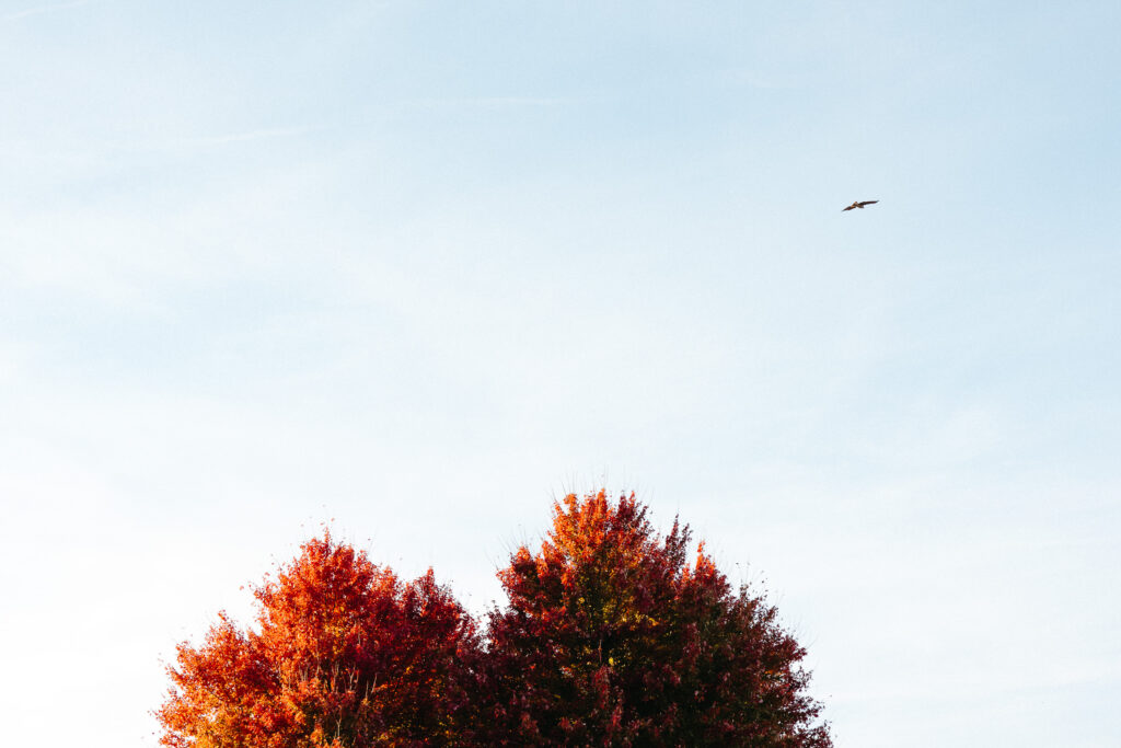 St. Louis wedding photographer with engaged couple in fall Forest Park